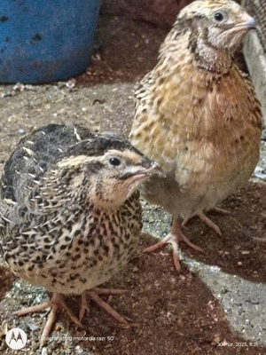 prepelite si oua de vânzare  - imagine 5