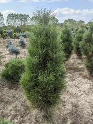 Pinus Nigra Green Tower