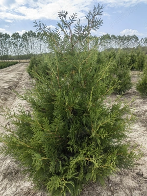 Thuja Occidentalis Brabant
