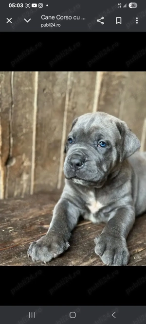 Cățeluși Cane Corso cu pedigree tip A  - imagine 3