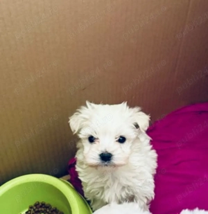Vand bichon maltez miny toy 6 saptamani baietel