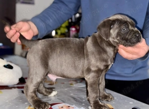 Cățeluși Cane Corso cu pedigree tip A 