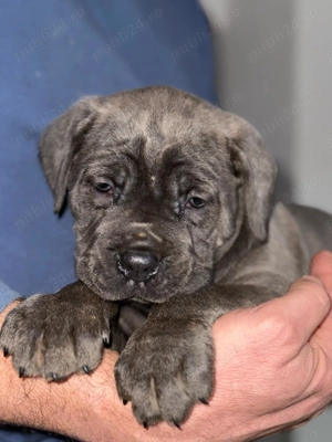 Cățeluși Cane Corso cu pedigree tip A  - imagine 4