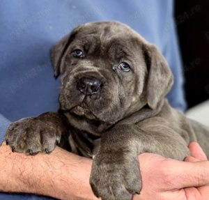 Cățeluși Cane Corso cu pedigree tip A  - imagine 5