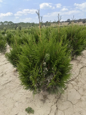 Thuja Plicata Atrovirens