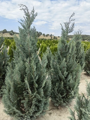 Chamaecyparis Lawsoniana Van Pelt's