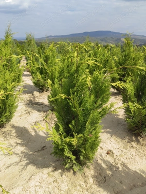 Chamaecyparis Lawsoniana Ivonne
