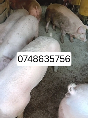 Porci De Carne 120-150 kg - imagine 2