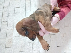 techel de vinzare  - imagine 3