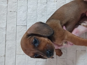 techel de vinzare  - imagine 4