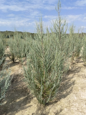 Juniperus Scopulorum Skyrocket