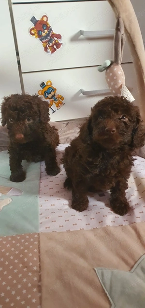 Pudel (caniche) - imagine 3