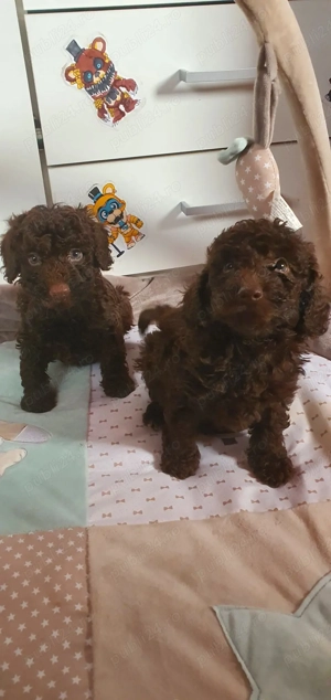 Pudel (caniche) - imagine 2