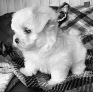 Vand bichonel maltez miny toy 6 saptamani