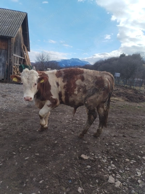 Tăuraș de vânzare 