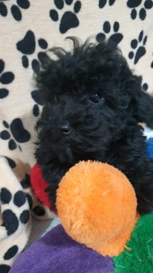 Pudel ( caniche) - imagine 2