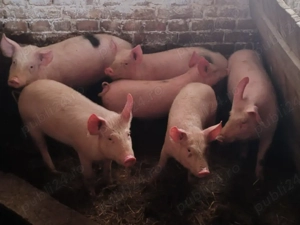 Vând purcei de 4 luni