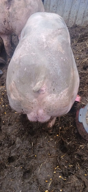 Vier petrean 100-110 kg - imagine 5