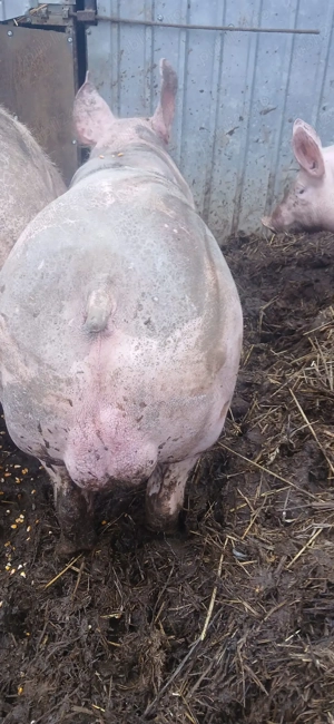 Vier petrean 100-110 kg - imagine 4