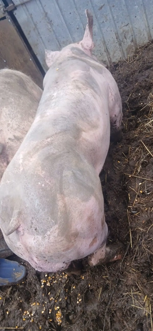 Vier petrean 100-110 kg - imagine 3