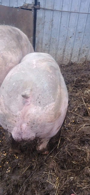 Vier petrean 100-110 kg - imagine 2