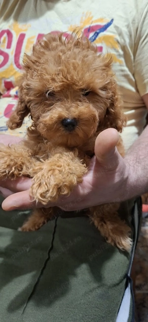 Pudel ( caniche) - imagine 2