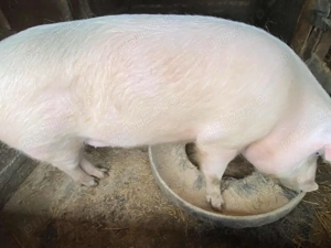 porc de vanzare  - imagine 2