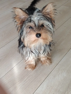 vand caine  yorkshire terrier - imagine 5