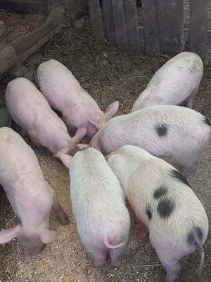 Purcei disponibil - imagine 2