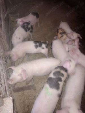 Vand purcei  12 saptamani si porci mari - imagine 2