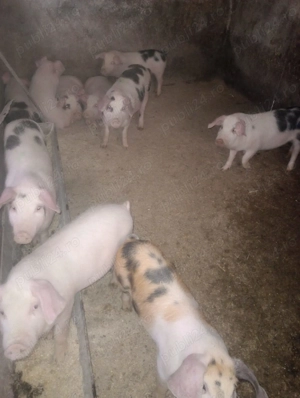 Vand purcei  12 saptamani si porci mari
