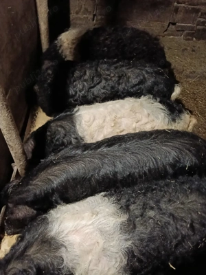 Porci Basna - imagine 3