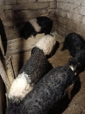 Porci Basna - imagine 4