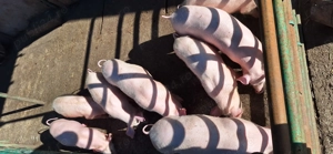 Vand pe cei 9 purcelusi