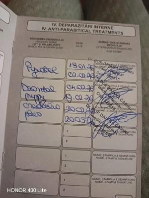 Bichon maltese  - imagine 2