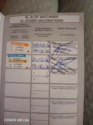 Bichon maltese  - imagine 3