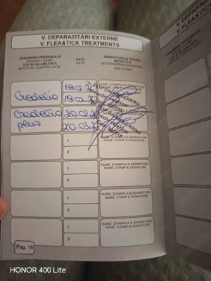 Bichon maltese  - imagine 5