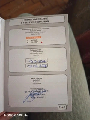 Bichon maltese  - imagine 4