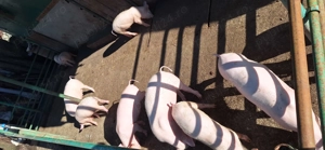 Vand pe cei 9 purcelusi - imagine 3