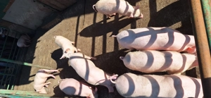 Vand pe cei 9 purcelusi - imagine 4