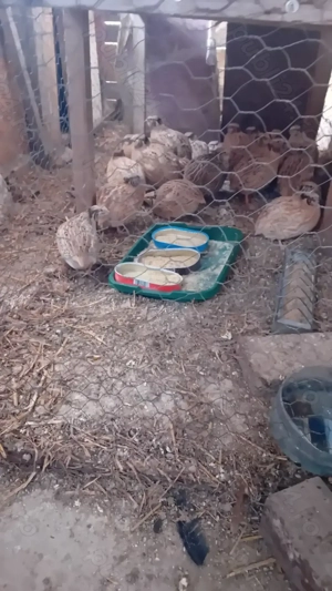 Schimb vând prepelițe mature - imagine 2