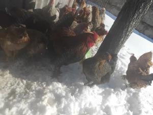 puii de la gaini brahma