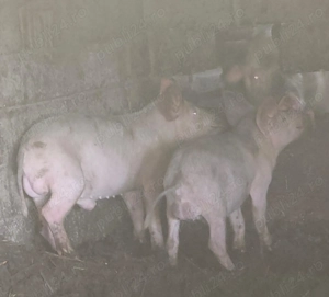 Porci de vanzare  - imagine 2