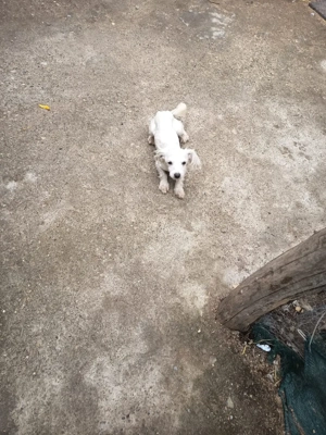 bison maltez rasă mică  - imagine 3