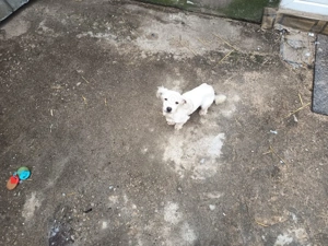 bison maltez rasă mică 