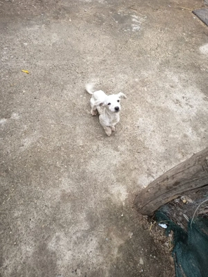 bison maltez rasă mică  - imagine 4