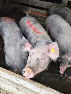 porci de vânzare  - imagine 2