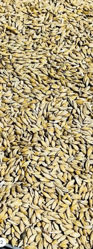 Vând orzoaică de primăvară - imagine 2