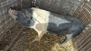 Porc bazna 140-150kg