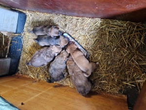 Cățeluși pentru adopție! - imagine 4